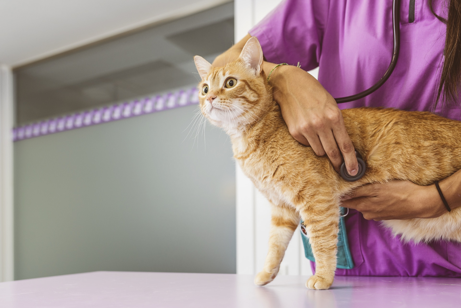 Veterinarian examining an orange cat with a stethoscope